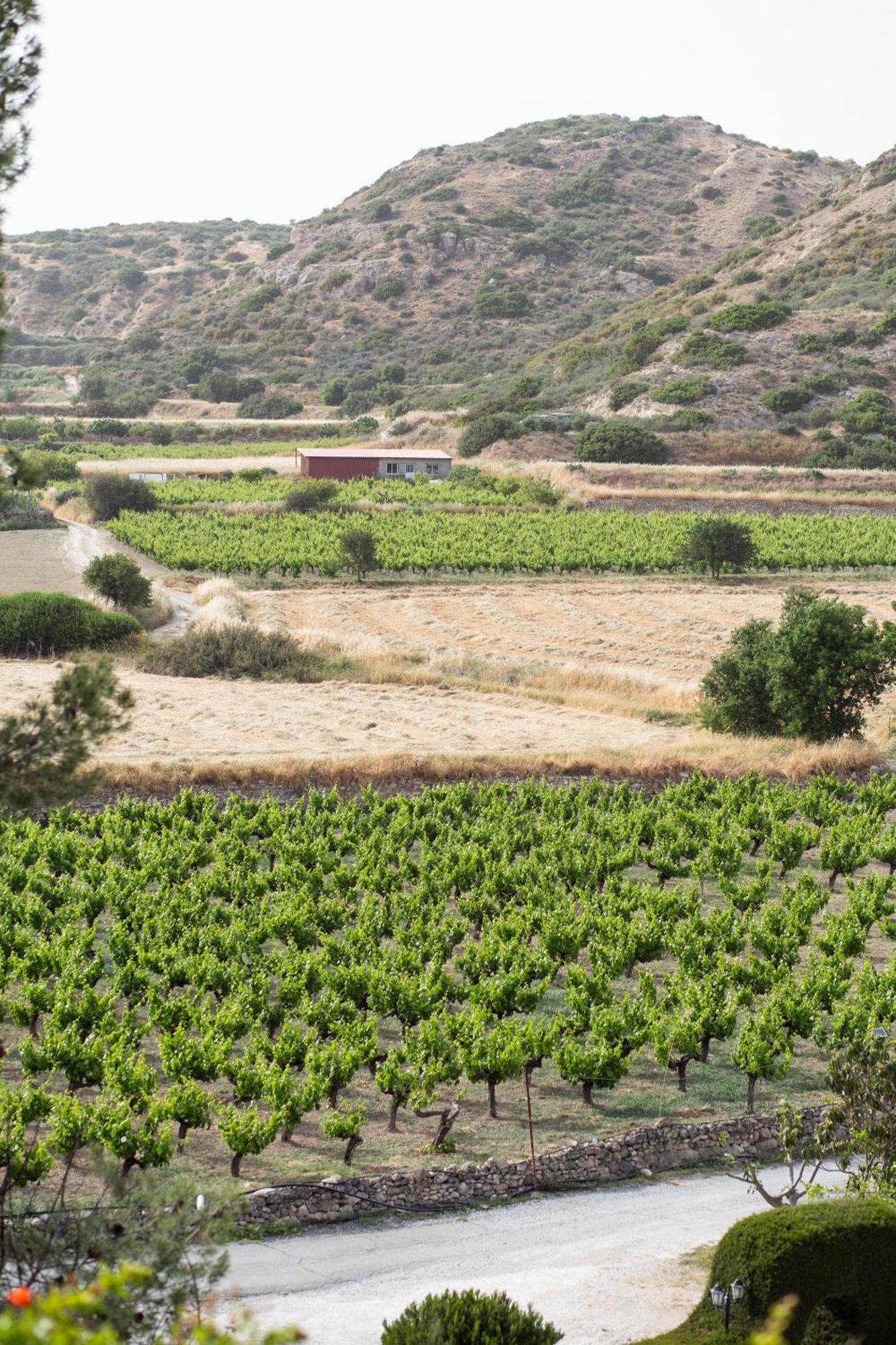 Vina Oliva Resort Pissouri Bagian luar foto